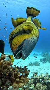 13K views · 355 reactions | Stay away! ❌ ❌ Triggerfish are a...