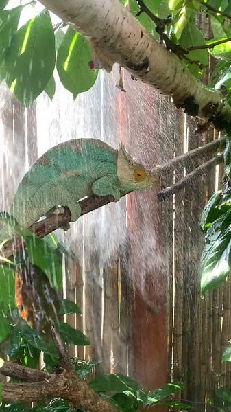 Colorful Chameleons: The High Maintenance Exotic Pets
