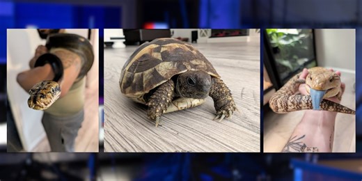 Slither over to Rock Island Public Library for upcoming Shadowland Reptile Show