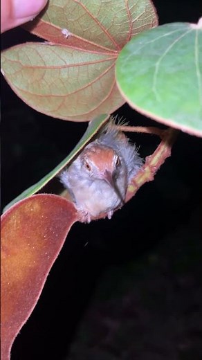 Amazing Moths, Sleeping Birds, and Spiders