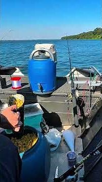 Iscagem do caranguejo #pesca #fishing #pescaria