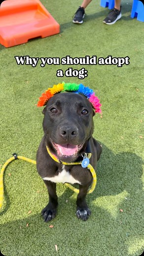 208 reactions · 5 comments | Happy Pride Month! ✨ Our pups are...