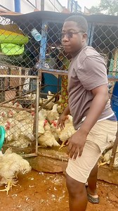 17 reactions | 2 months old broiler #ilovefarming | Adu Ababio | Facebook