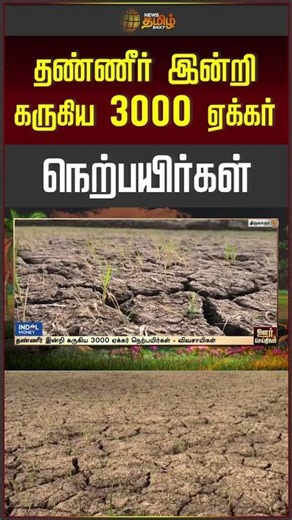 3000 Acres of Paddy Crops Wither Due to Lack of Water..| Paddy crop damage | Thiruvarur