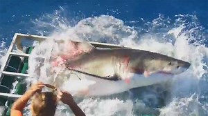 26M views · 22 reactions | Terrifying video captures great white...