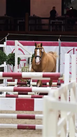 Sold last week for 250.000 euro: the 3yo stallion ATTACK T (Ermitage Kalone x Elvis Ter Putte x Quidam de Revel) One of the eyecatchers of the BWP Stallion Selection A stallion to keep an eye on. Bred out of on of the best Belgian damlines: 🔸 Dam Maxima T (1.45m level) 🔸 Granddam Narcotique de Muze IV (1.50m GP) 🔸 3rd dam Qerly Chin (1.60m GP) 🔸 4th dam Kerly (1.60m GP) Video credit: @pwebsolutions / @peter_van_den_bulck | Horse Auctions Europe