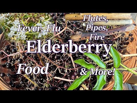 Elderberry; its many uses for food, medicine, and material.