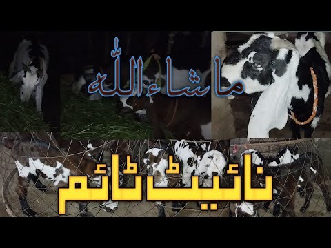 Beetal Apna Goat Farm/Night Time/Amritsari Beetal/Pure Nagra Print/Special Breeding/High Quality