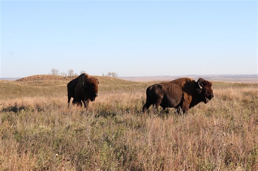 From survival to stampede, North Dakota ranch finds success offering guided bison hunts