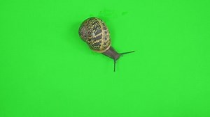 4k Garden Snail Crawling On Green Stock Footage Video (100% Royalty-free) 1054043033 | Shutterstock