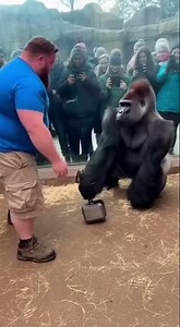Man Tries to Lift Thor's Hammer in Front of Gorilla... 🦍🔨😱 #subscribe #shorts