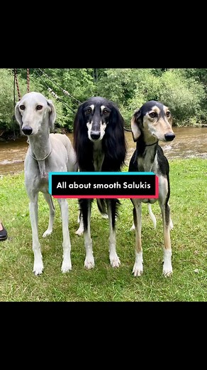 Smooth Salukis: an overview #saluki #smoothsaluki #doggenetics #coatgenetics