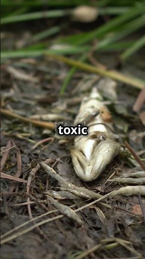 The Hippo’s Secret: Nature’s Pooping Machine That Turns Rivers into Ecosystems!