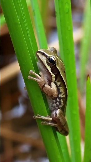 Witness the Enchanting Life of the Ornate Chorus Frog in Stunning Detail ✨