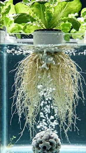 🥇 Which Hydroponic Setup Is Best? 🤔