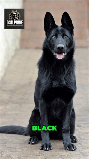 Solid Black – The Shadow Shepherd The Solid Black German Shepherd is intense, powerful, and unmistakable. No markings, no fade — just deep black pigment from head to tail. These dogs come from strong working genetics, known for: ✔ confidence ✔ drive ✔ intelligence ✔ striking presence Solid Blacks are rare, but they’re not a “designer” color — they’re full-powered working dogs with serious ability. . . . . #BlackGSD #SolidBlackGSD #ShadowShepherd #WorkingLineGSD #GSDPride #BlackGermanShepherd #Pr