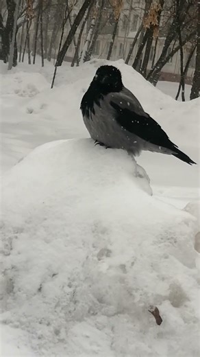 Когти торчат #вороны / Toe nails out #crow