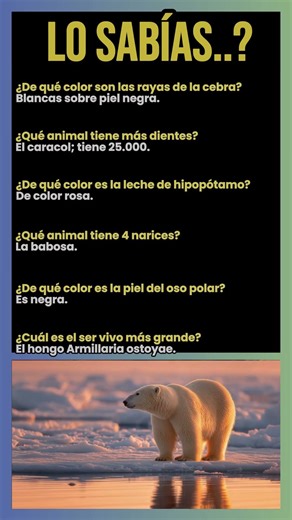 ¿De qué color son las rayas de la cebra?