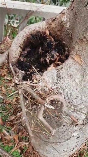 Cavity in a tree trunk #filled with dark #fungus