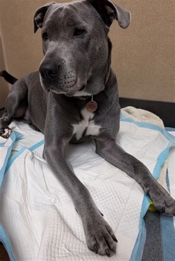 Seven days ago, I found this beautiful pit bull girl in the middle of nowhere. She was lost, severely underweight, and little more than skin and bones. It took me over half an hour to earn her trust enough to get close and touch her. The next morning, we took her to the vet, where she weighed just 70 pounds. In only seven days, she has already gained 5 pounds, but even more importantly, she has regained her confidence. The pit bull who once walked with her tail tucked in fear now wags it like a 