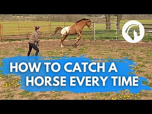 How To Teach A Horse To Come To You! (Easy Method)