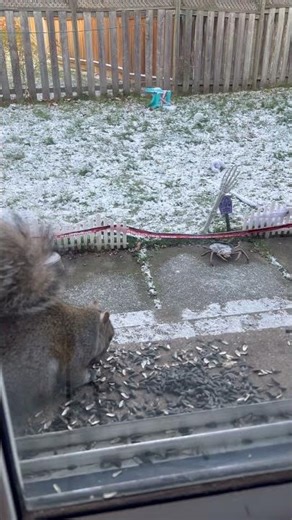 😂 “Bobby ran like that rat had a whole PhD in scaring squirrels