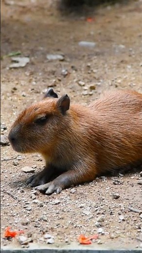capybara #interestingfactlab #animals #interestingfacttoday #interestingfacts #animals #capybara