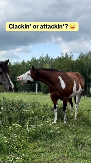 748K views · 4.9K reactions | Paola really is the full spectrum of emotions 藍 #meriklewaters #horses #fblifestyle #mare #animallover #equestrian #funnypets #furbaby #animalkingdom #petlove | Merikle Waters Paints & Quarters | Facebook