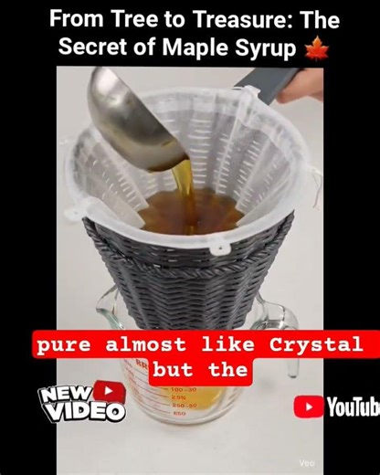 From Tree to Treasure: The Secret of Maple Syrup 🍁