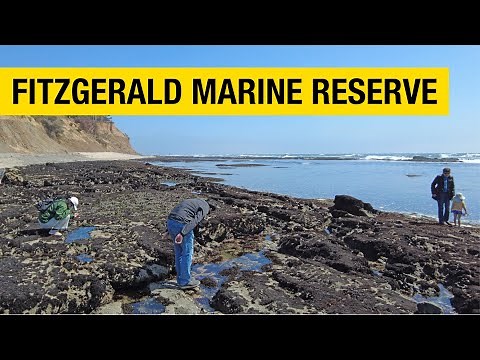 Fitzgerald Marine Reserve Tide Pools