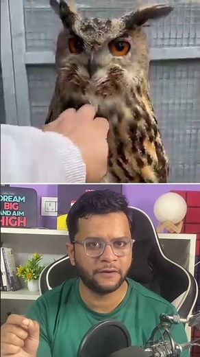 Even If You Raise an Owl, It Won’t Tell You This Secret #facts