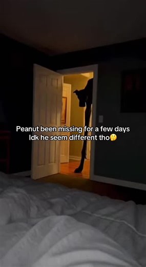 Why does he keep staring at me? #fyp #xyzbca #dog #foryoupage #petsoftiktok