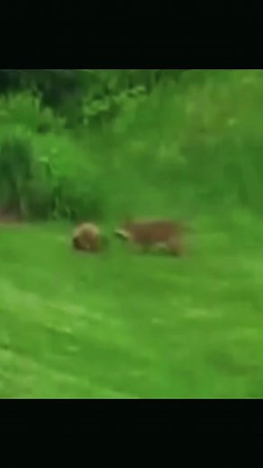 TikTok · Wild World