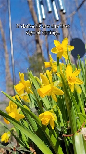 Then, Wind River chimes are the first SOUNDS of spring 🌼🎶🌼