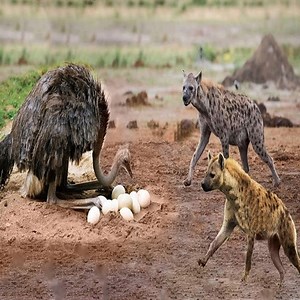 975K views · 725 shares | Ostrich Vs Hyena | Animal Star | Facebook