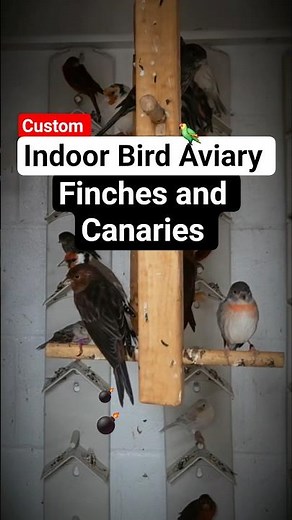 Indoor Small Bird Aviary. Finches and Canaries