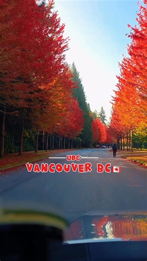 77K views · 2.4K reactions | Red. All red. The drive through the maple trees at UBC is one of the most spectacular fall sights in the city! Totally worth the trip just for this view. Get here quick! #fall #fallfoliage #fallseason #autumn #explorebc #autumninbc #beautifulbc #fallvibes #vancouverbc #BritishColumbia #autumnvibes #facundochannel | Facundo Channel | Facebook