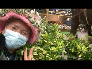 #観葉植物 #シェフレラ の育て方をプロにお聞きします エムセレクトさんにお聞きします