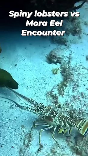 44K views · 182 reactions | Spiny lobsters primarily rely on their...