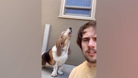 Dog vs. The Robot Vacuum