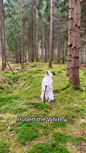 Gandalf the good boy | Bilbo Baggins