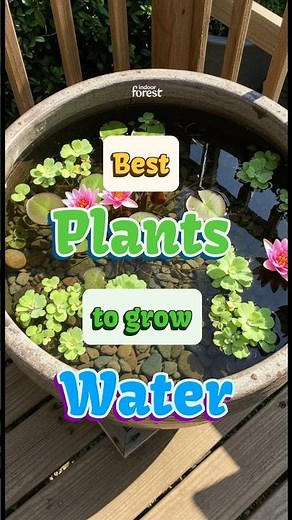 Best Plants to grow in Water And Beautiful Vases! #indoorplants