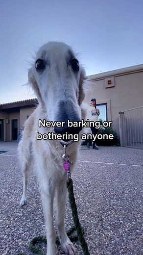 Nighttime Barking Borzoi: A Compilation