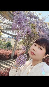 路遇紫藤花开。I met wisteria flowers on the road. | 罗梅在农村Mei
