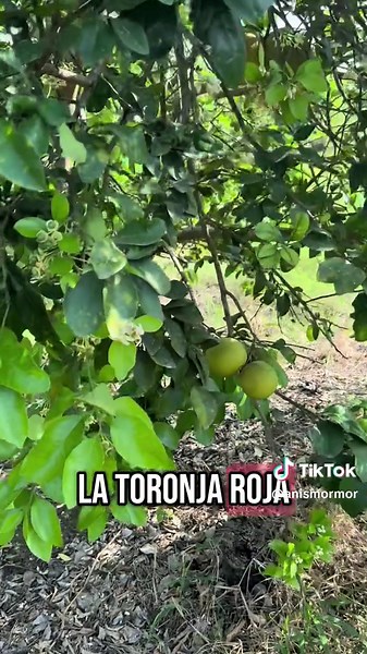 Guía para Sembrar Toronja con Éxito