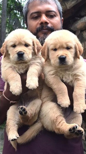 golden retriever puppy sale near me#mistipets #pets #shorts