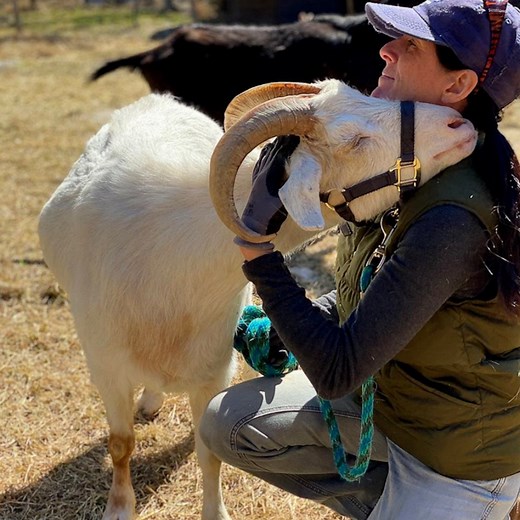 Goat wandered into woman’s driveway from nowhere… and so she started a goat sanctuary