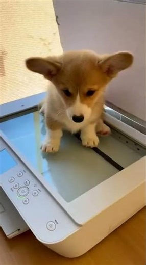 He Put a Corgi on a Scanner... Just Wait