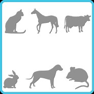 Yorkie Stuffed Animal | Turn Your Yorkie into a Plush! | Petsies