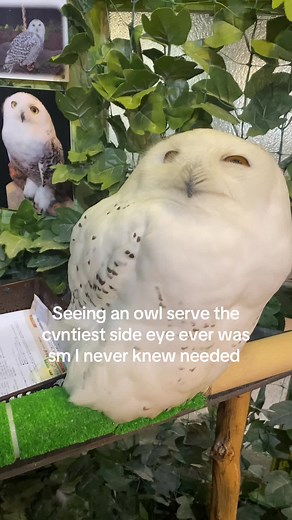 Owl's Hilarious Side Eye Expression